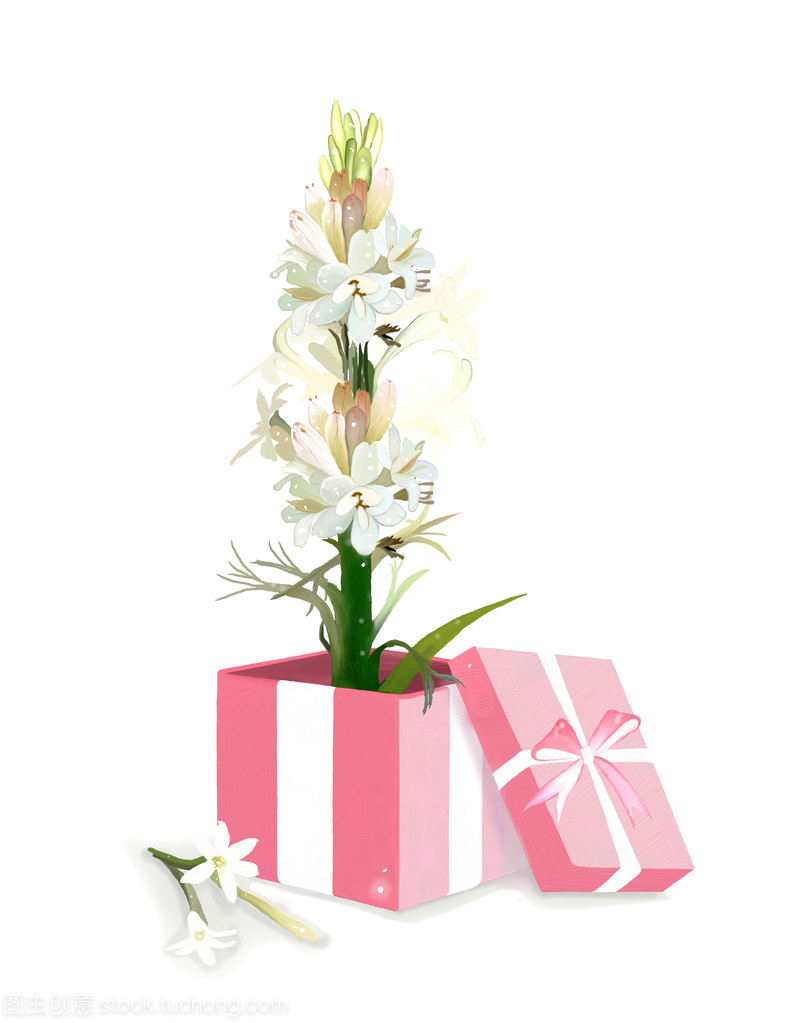 禮品盒中的晚香玉花 優(yōu)雅芬芳的送禮藝術(shù)